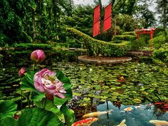 a pond filled with lots of water lilies