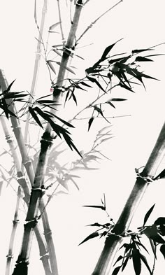 black and white photograph of bamboo trees with sky in the backgrounge background