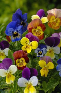 some purple and yellow flowers are in the grass