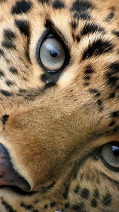 a close up of a cheetah's face with blue eyes