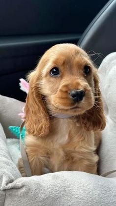 a small brown dog sitting in the back seat of a car with a stuffed animal