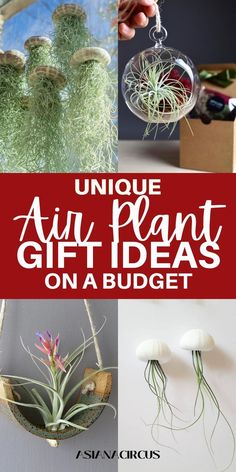 unique air plant gift ideas on a budget