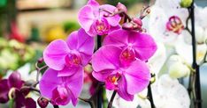 purple and white orchids blooming in an outdoor garden area with other flowers behind them