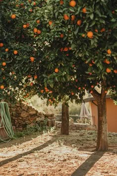 an orange tree with lots of oranges growing on it