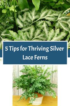 5 Tips for Thriving Silver Lace Ferns Fern Care, Indoor Ferns, Fern Garden, Ferns Care, Ferns Garden, Silver Lace, Delicate Beauty, How To Grow Taller, Garden Care