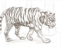 a pencil drawing of a tiger walking on the ground