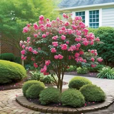 pink flowers are blooming in the middle of a brick garden path with shrubbery around it