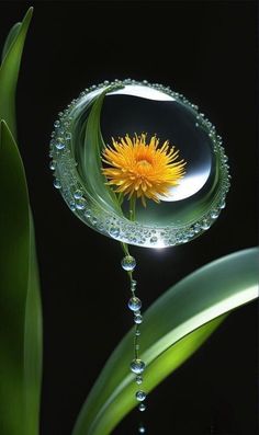 a dandelion flower with water droplets on it