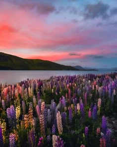 a field full of purple and pink flowers next to the ocean at sunset with mountains in the background