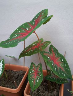 two potted plants with red and green leaves