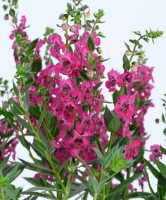 pink flowers with green leaves against a white background