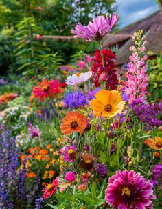 A vibrant cottage garden with bright blooms like cosmos, lupines, and snapdragons, creating a welcoming and family-friendly outdoor space.