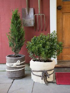 two potted plants sitting next to each other