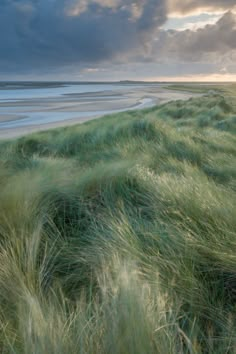 the grass is blowing in the wind on the beach