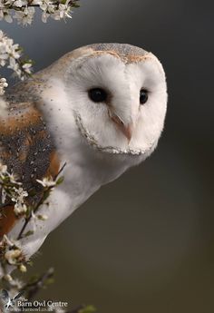 an owl sitting on top of a tree branch with white flowers in it's beak