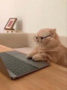 a cat wearing glasses sitting at a table with a laptop on it's lap