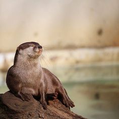 an otter sitting on top of a tree branch