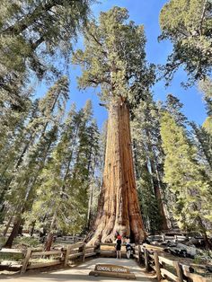 two people standing in front of the base of a giant sequta tree, surrounded by trees