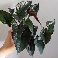 a person holding up a plant with green leaves