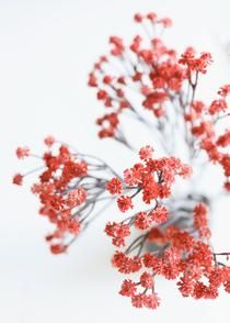 small red flowers are placed on a white surface