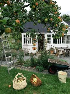 an apple tree with apples hanging from it's branches in front of a house