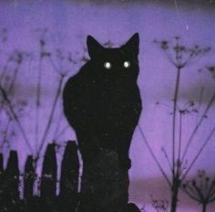 a black cat sitting on top of a wooden fence next to tall grass and weeds