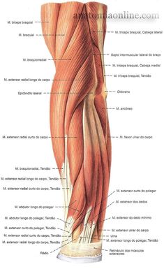 the muscles are labeled in this diagram, and there is also an image of them