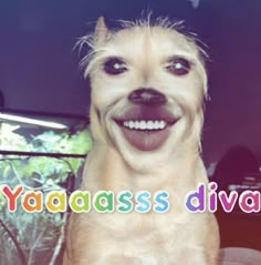 a dog with its tongue out and the words yaaaassa divor on it