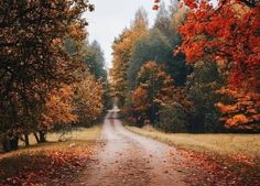 a dirt road surrounded by trees with leaves on the ground