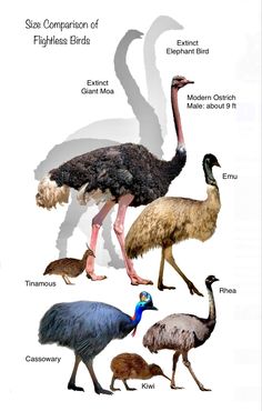 an ostrich and several other birds are shown in this diagram with their names