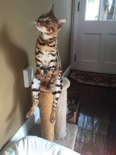 a cat sitting on top of a scratching post