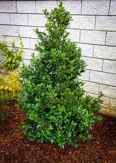 a small green tree in front of a brick wall next to mulch and flowers