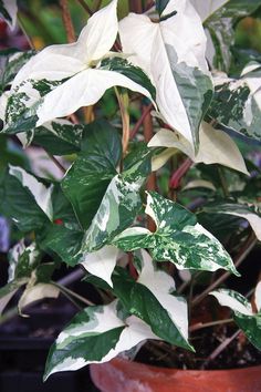 a potted plant with white and green leaves