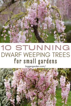 Learn about 10 Dwarf Weeping Trees For Small Gardens, perfect for creating a tranquil and inviting atmosphere in small yards. Small Trees For Landscaping Front Yards, Weeping Trees Landscaping, Small Trees For Landscaping, Small Weeping Trees, Trees For Small Gardens, Survival Knowledge, Small Ornamental Trees, Cherry Plant, Weeping Trees