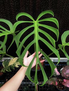 a person reaching up to touch a large green leaf on a plant in a greenhouse