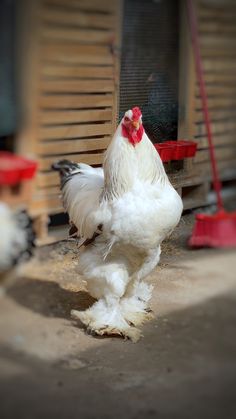 a white chicken standing on top of a floor next to a red and black bird