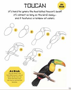 the instructions for how to draw a toucan on a tree branch with pictures