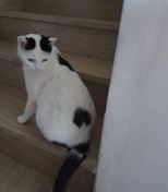 a black and white cat is sitting on the stairs