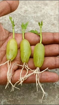 three green grapes are growing in the palm of a person's hand, with roots attached to them