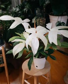 a white potted plant sitting on top of a wooden stool next to a table