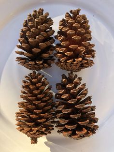 three pine cones sitting on top of a white plate