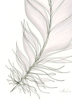 a drawing of a white feather on a white background