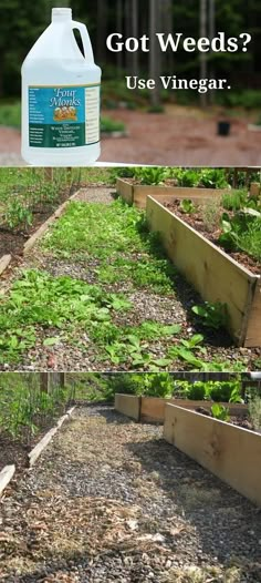 an image of what is going on in the garden with text that reads, got weeds? use vinegar