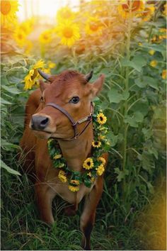 a brown cow standing on top of a lush green field filled with yellow sunflowers