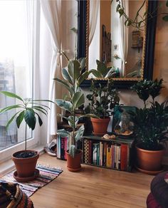 there are many potted plants in front of the window and on the floor next to the bookshelf