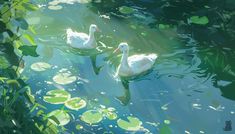 two white ducks floating on top of a lake surrounded by lily pads and greenery