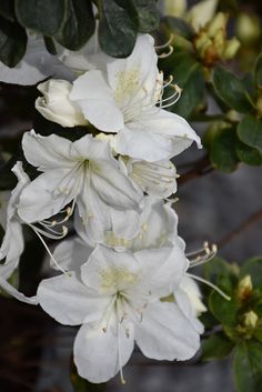 white flowers are blooming on the tree