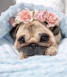 a small pug dog laying on top of a bed with flowers in it's hair