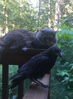 two cats sitting on top of a wooden bench next to a black bird in the woods