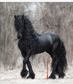 a black horse standing in the middle of a field